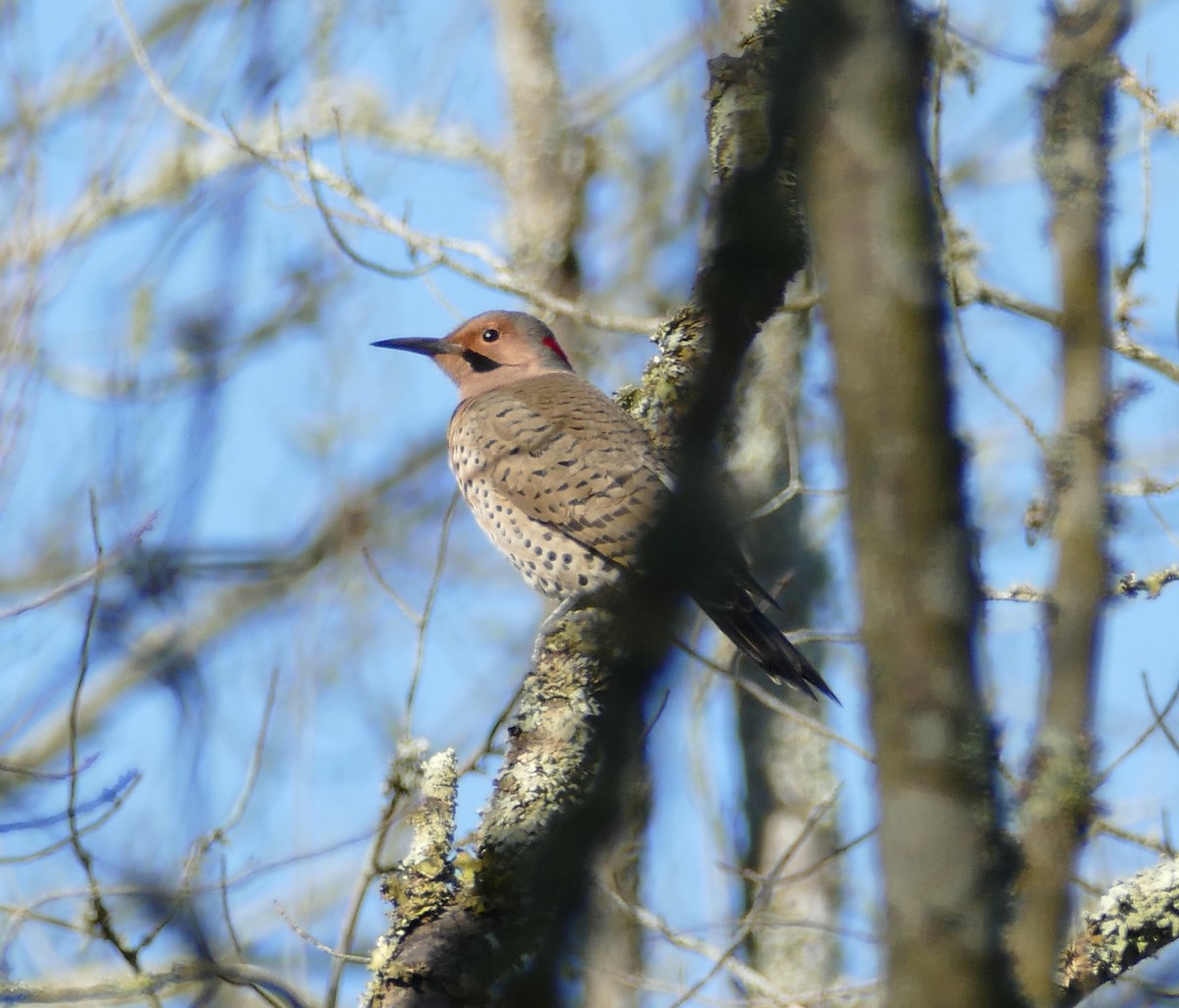 Northern Flicker (Yellow-shafted) - ML126614281