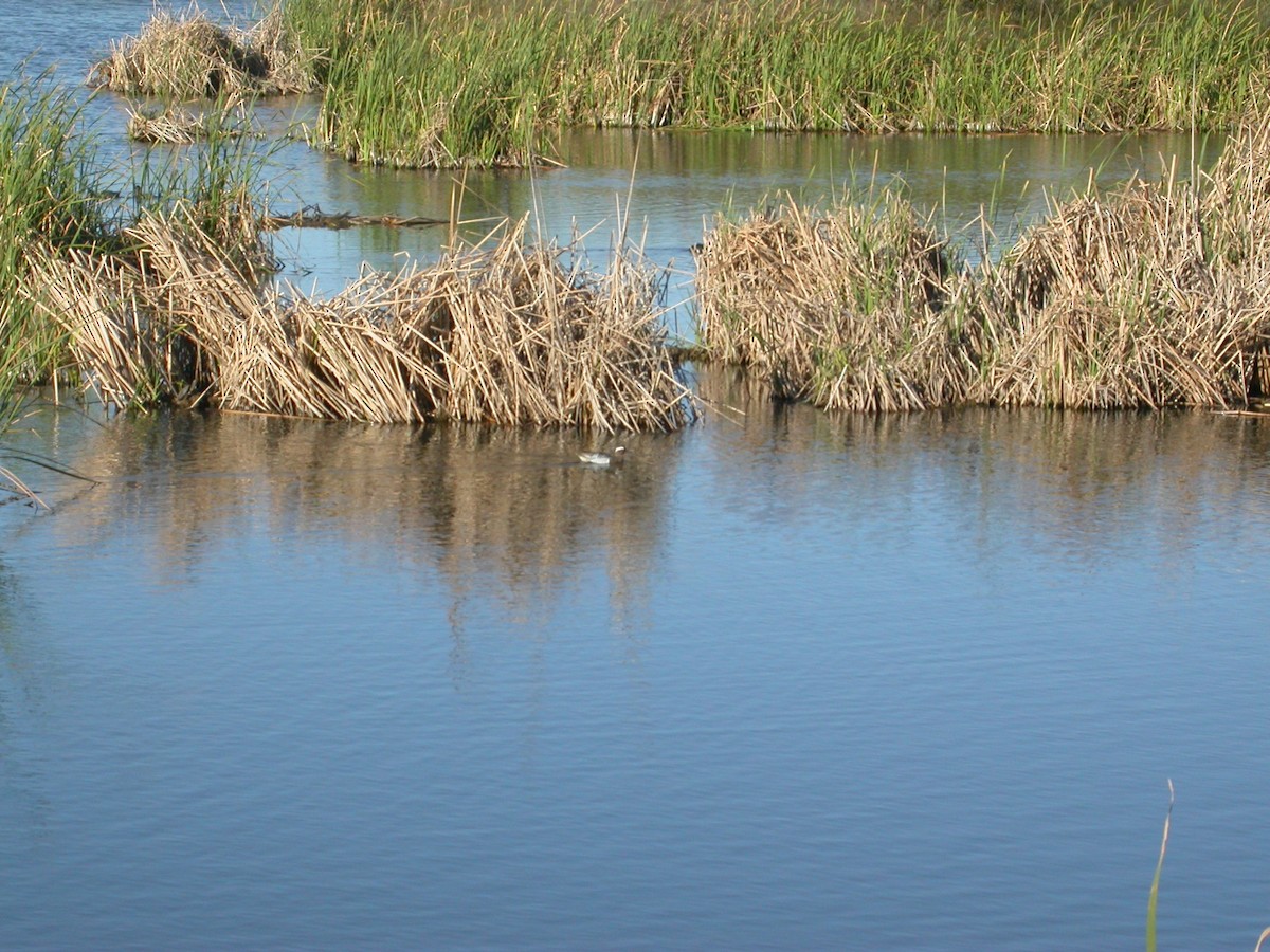 Garganey - ML126615741