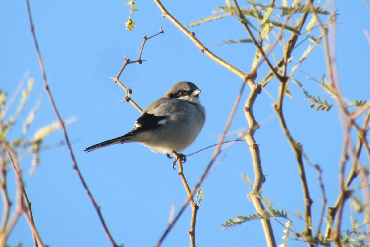 Loggerhead Shrike - ML126617581