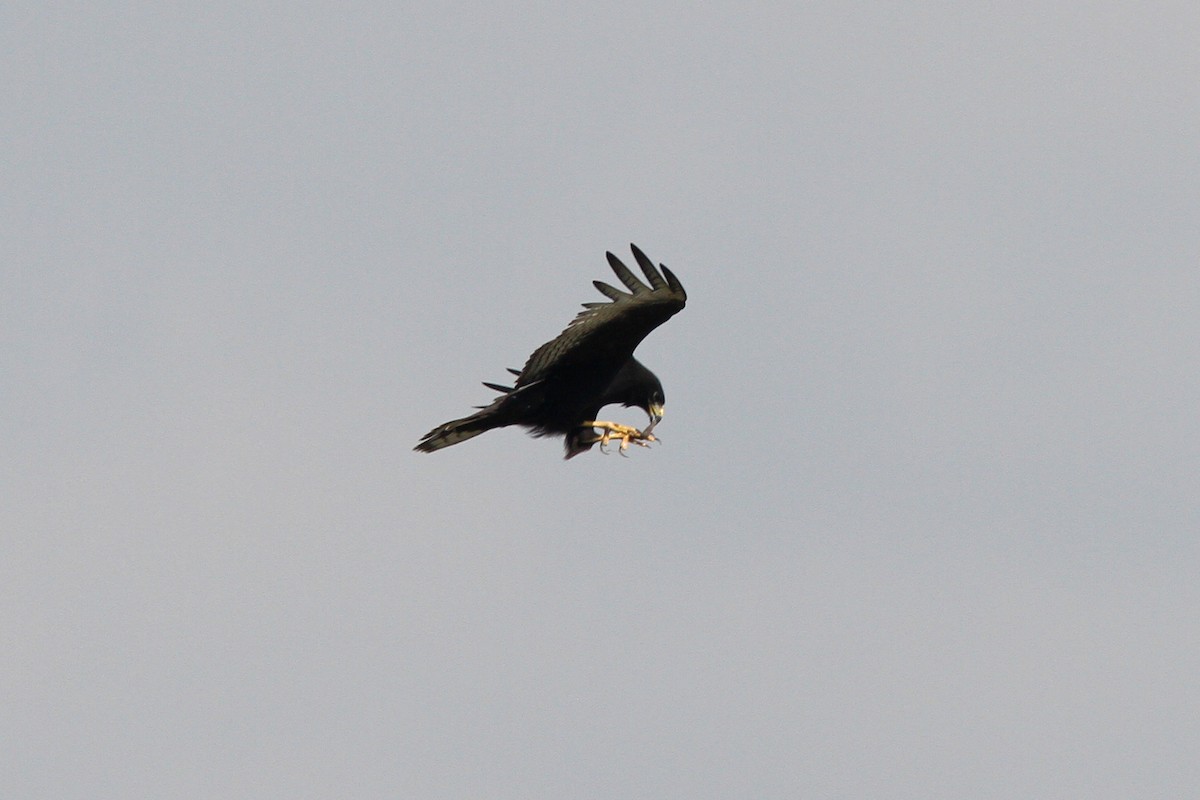 Rußbussard - ML126618131