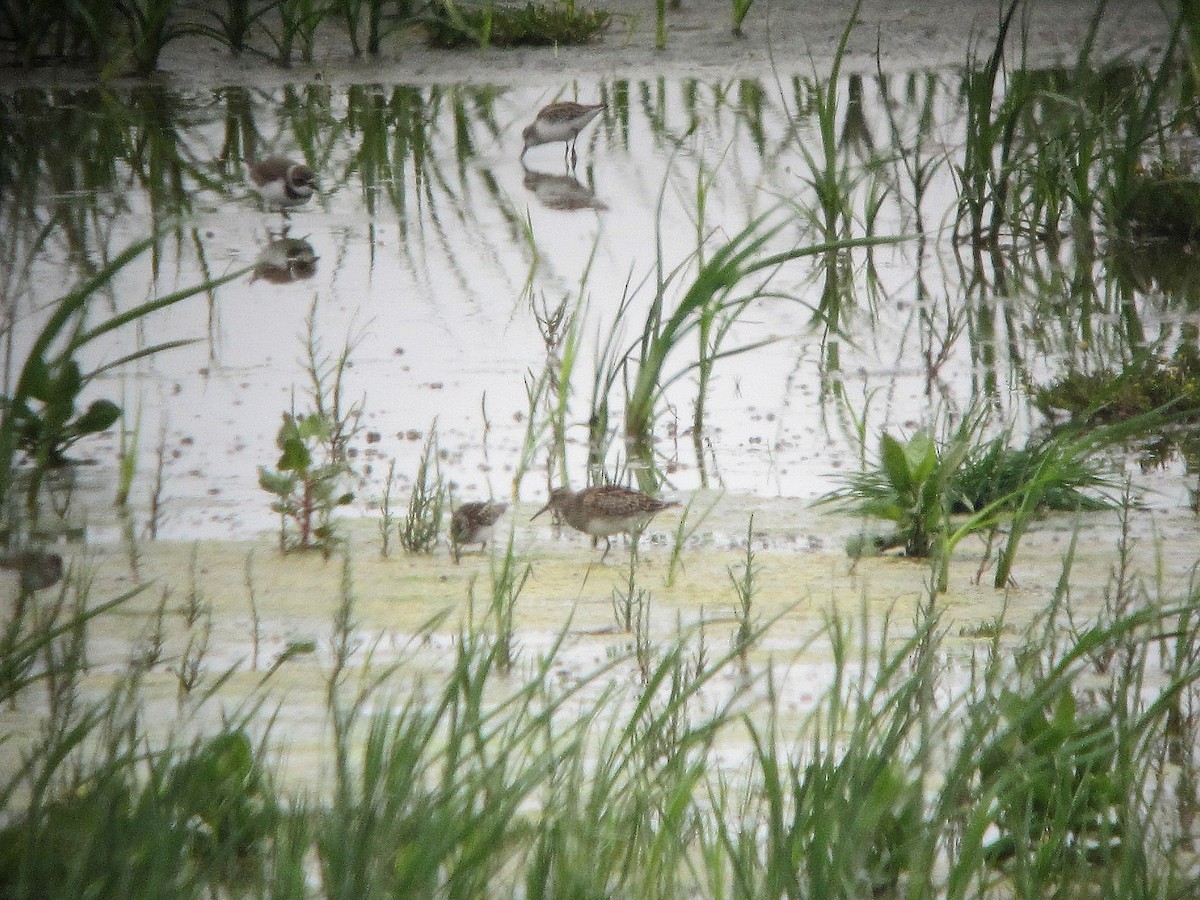 Pectoral Sandpiper - ML126619011