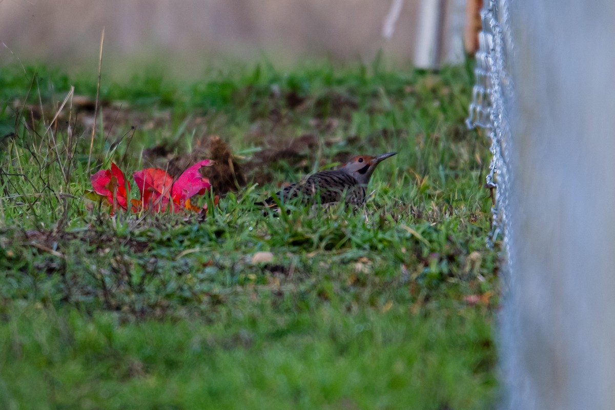 Northern Flicker (Yellow-shafted x Red-shafted) - ML126619311