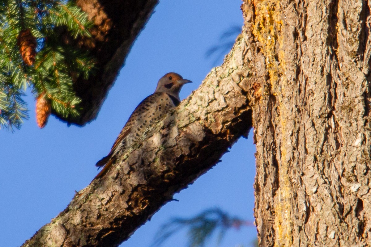 Northern Flicker (Yellow-shafted x Red-shafted) - ML126619351