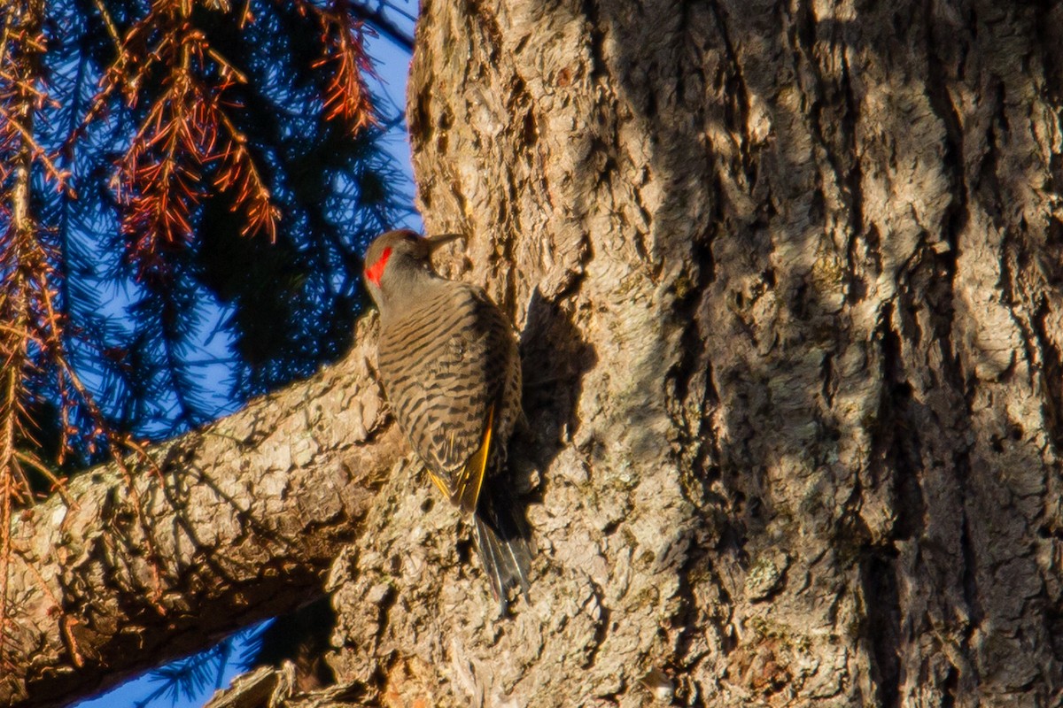 Northern Flicker (Yellow-shafted x Red-shafted) - ML126619361