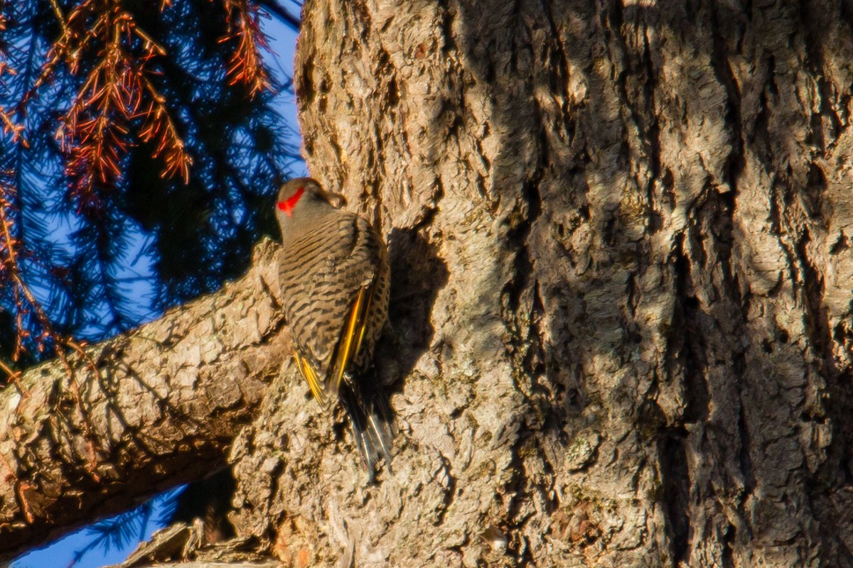 Northern Flicker (Yellow-shafted x Red-shafted) - ML126619371