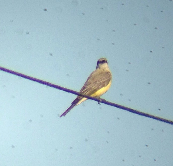 Western Kingbird - ML126622261