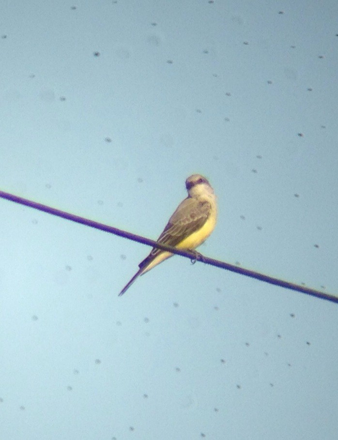 Western Kingbird - ML126622271