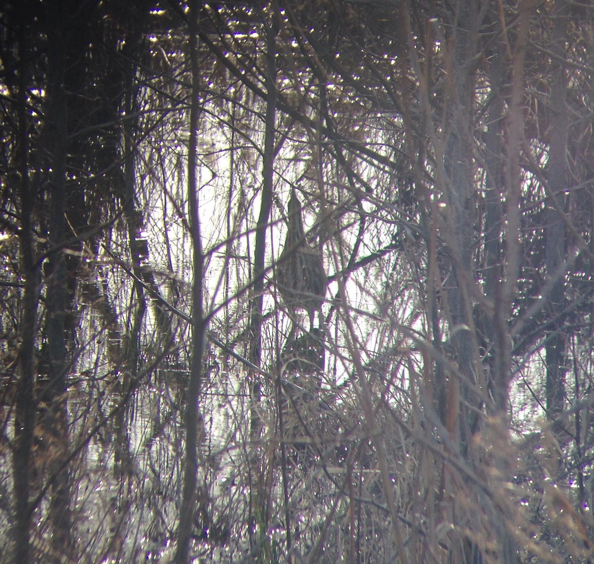 American Bittern - ML126623421