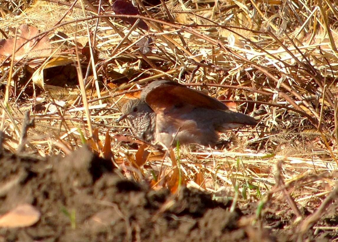 Common Ground Dove - ML126626901