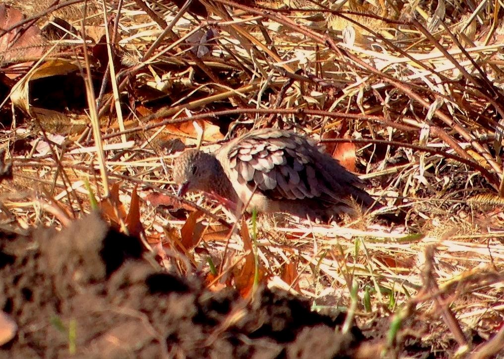 Common Ground Dove - ML126626911