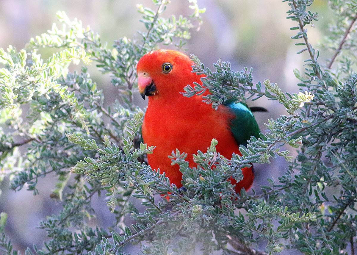 Avustralya Kral Papağanı - ML126628561