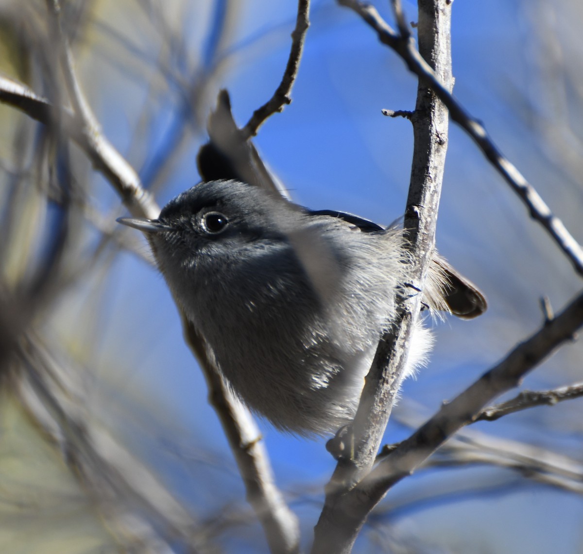 California Gnatcatcher - ML126629161