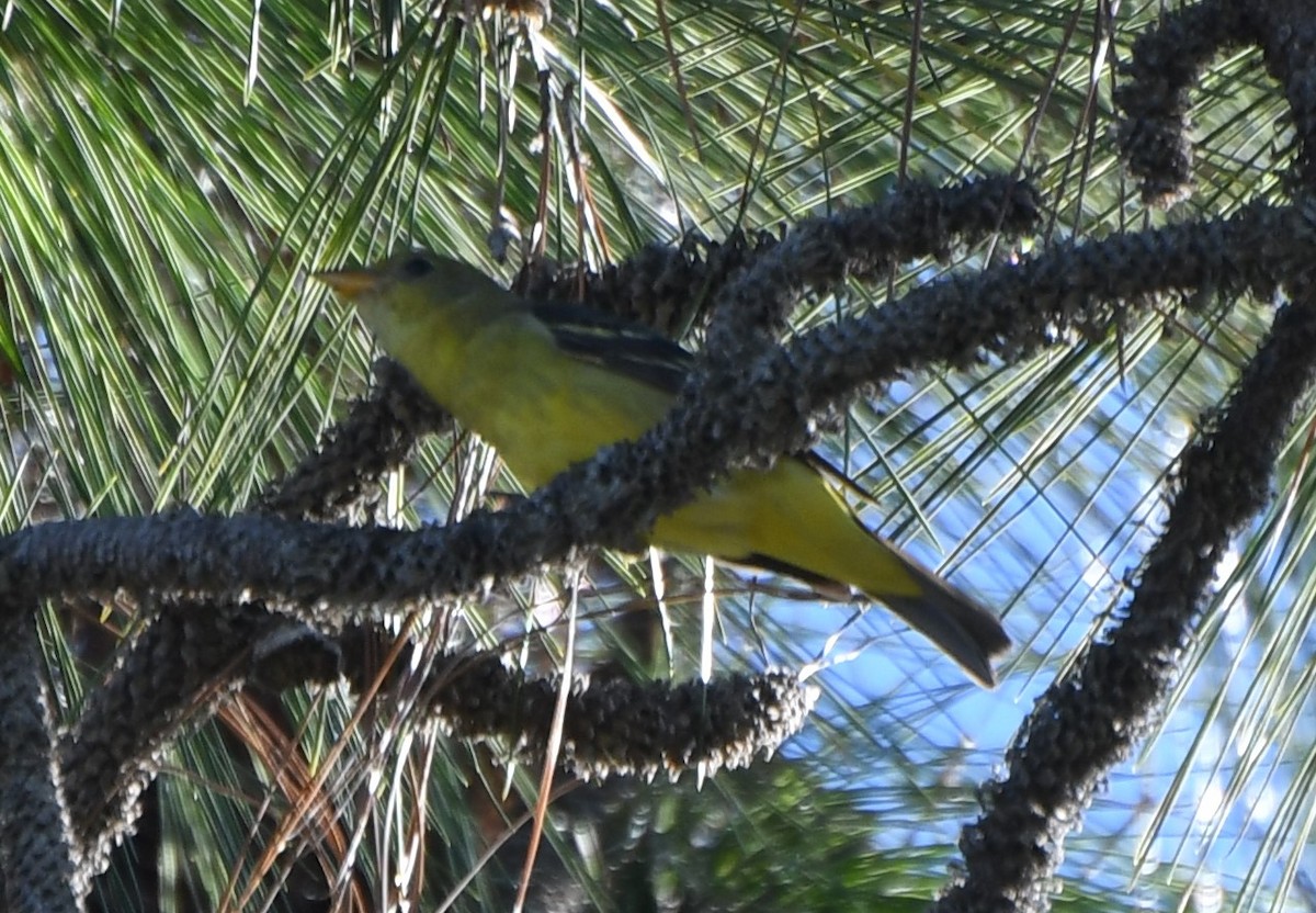 Western Tanager - ML126629251