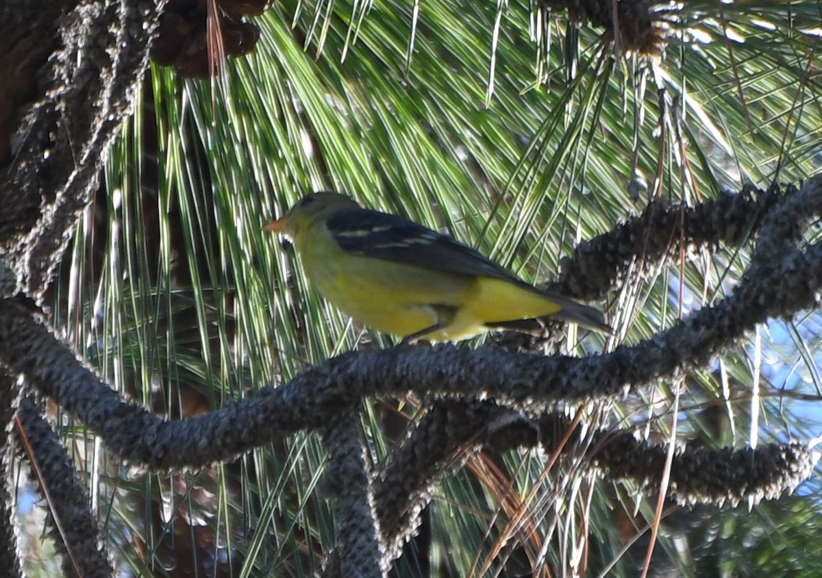 Western Tanager - ML126629261