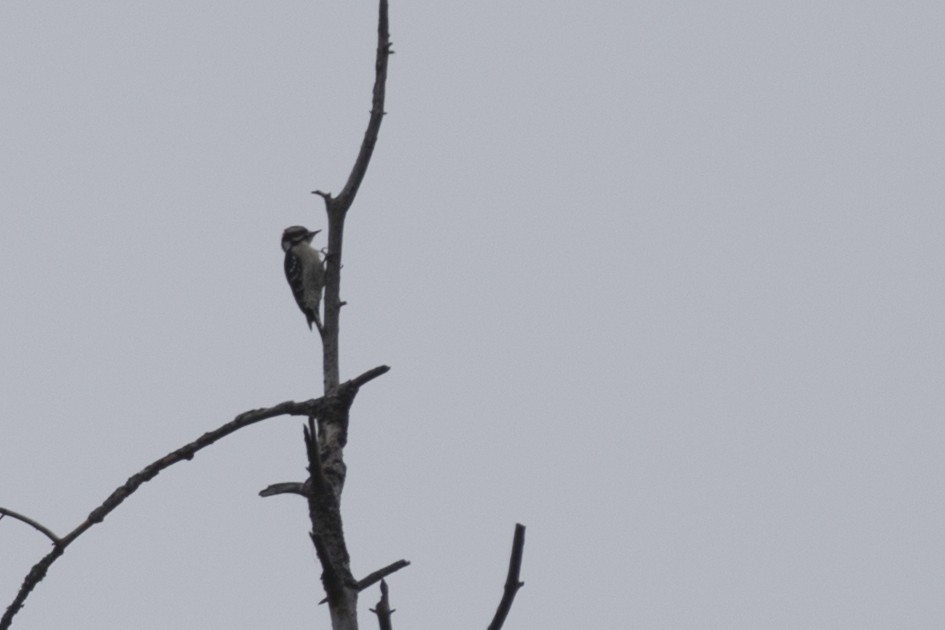 Downy Woodpecker - ML126632631