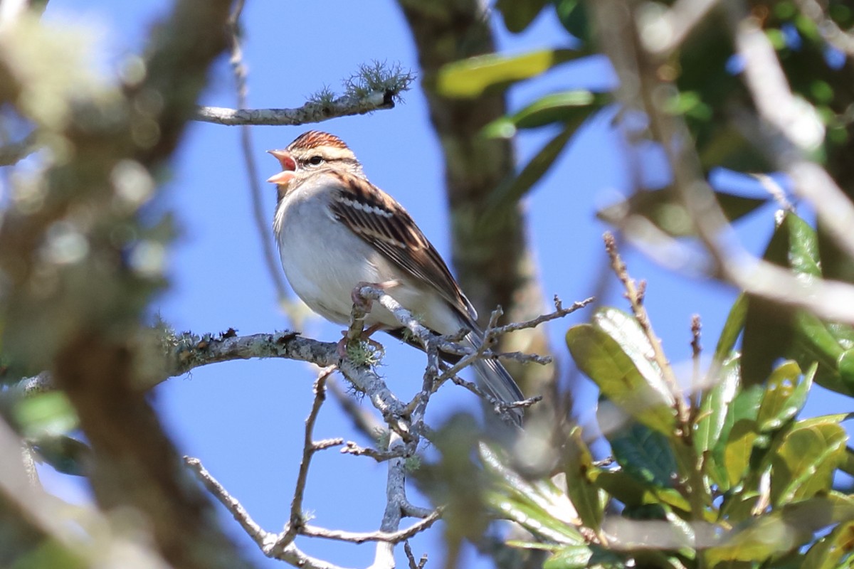 Chipping Sparrow - ML126633691