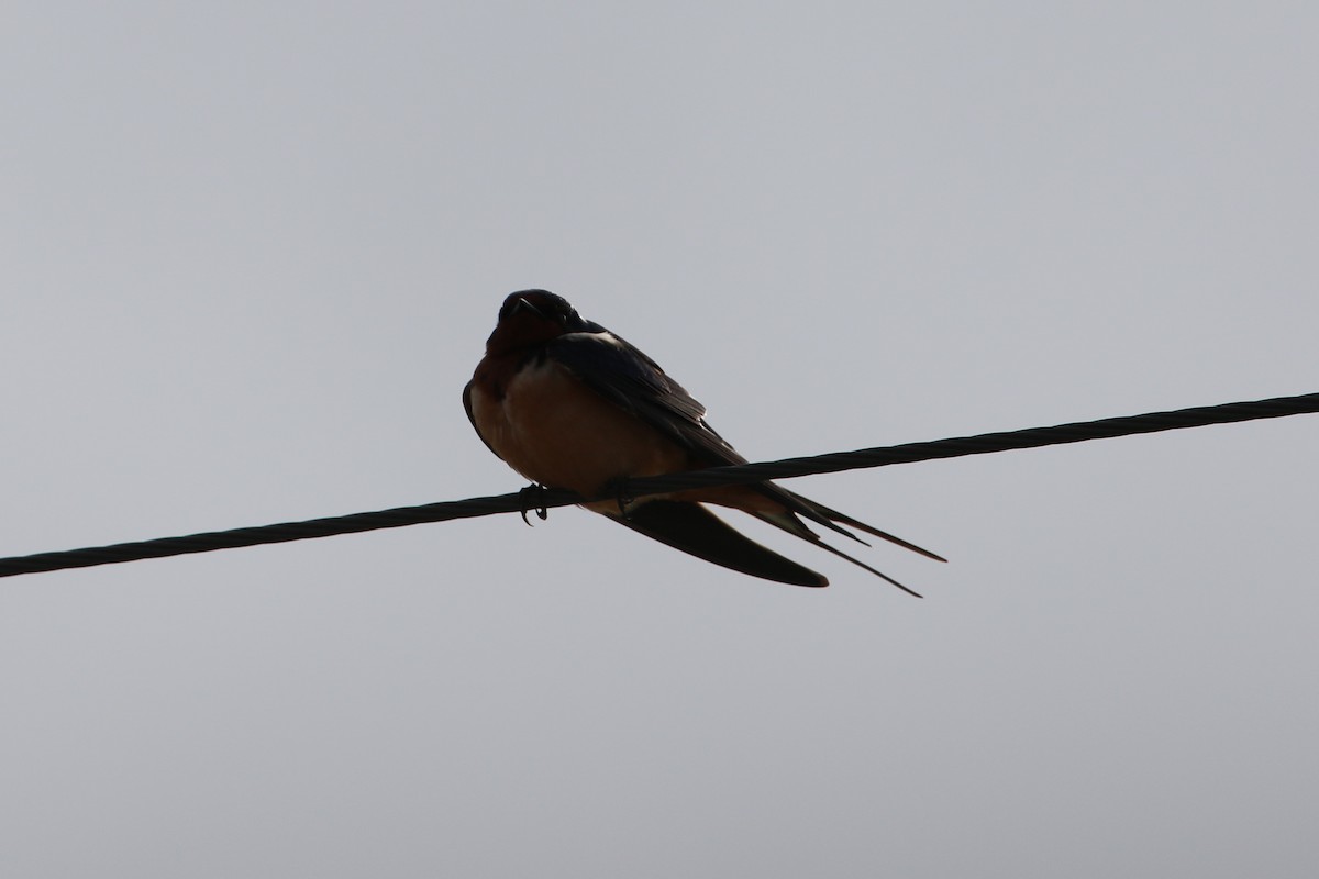 Barn Swallow (American) - ML126635591