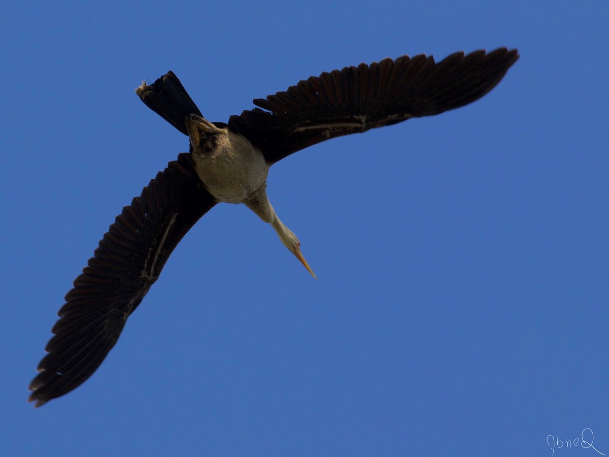 Amerika-Schlangenhalsvogel - ML126638031