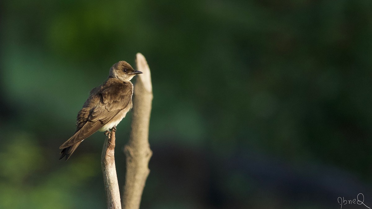 Brown-chested Martin - Abner Terribili