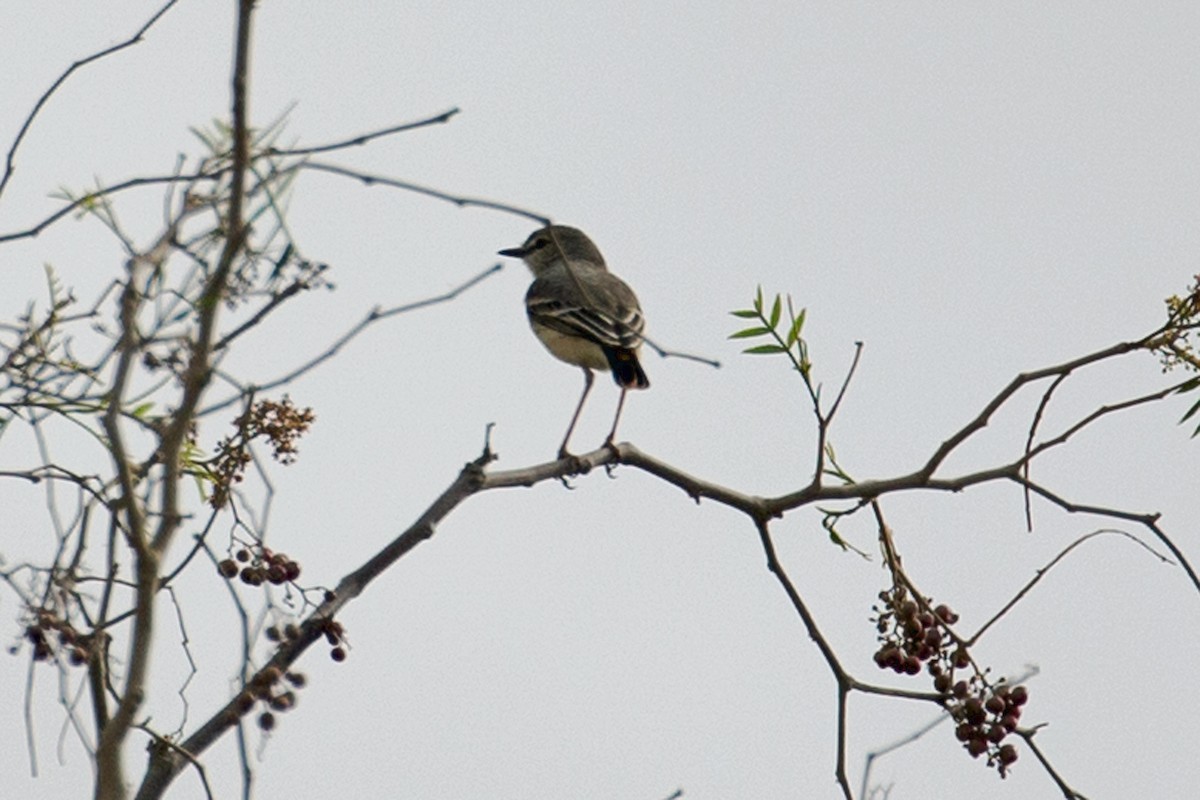Short-tailed Field Tyrant - ML126639021