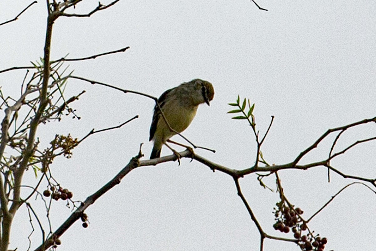 Short-tailed Field Tyrant - ML126639031