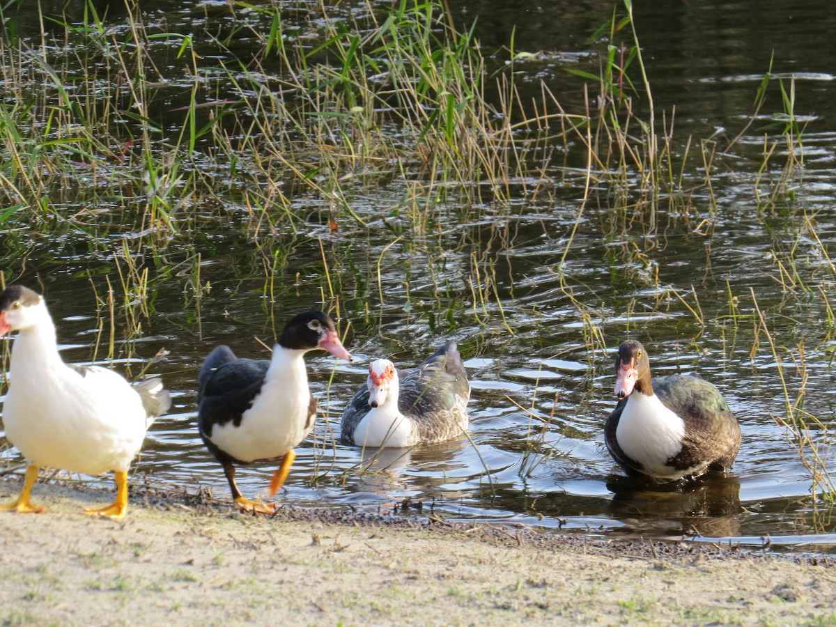 Muscovy Duck (Domestic type) - ML126639101