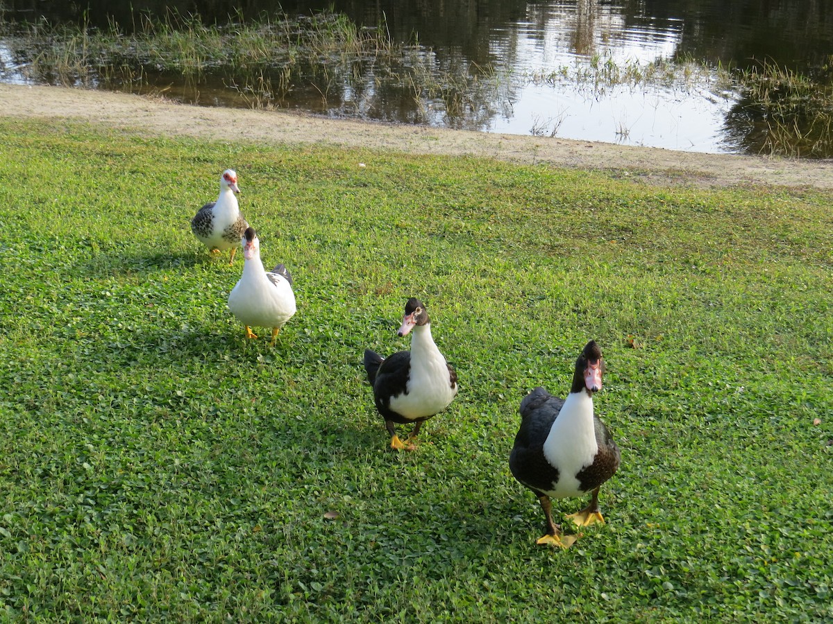 Muscovy Duck (Domestic type) - ML126639111