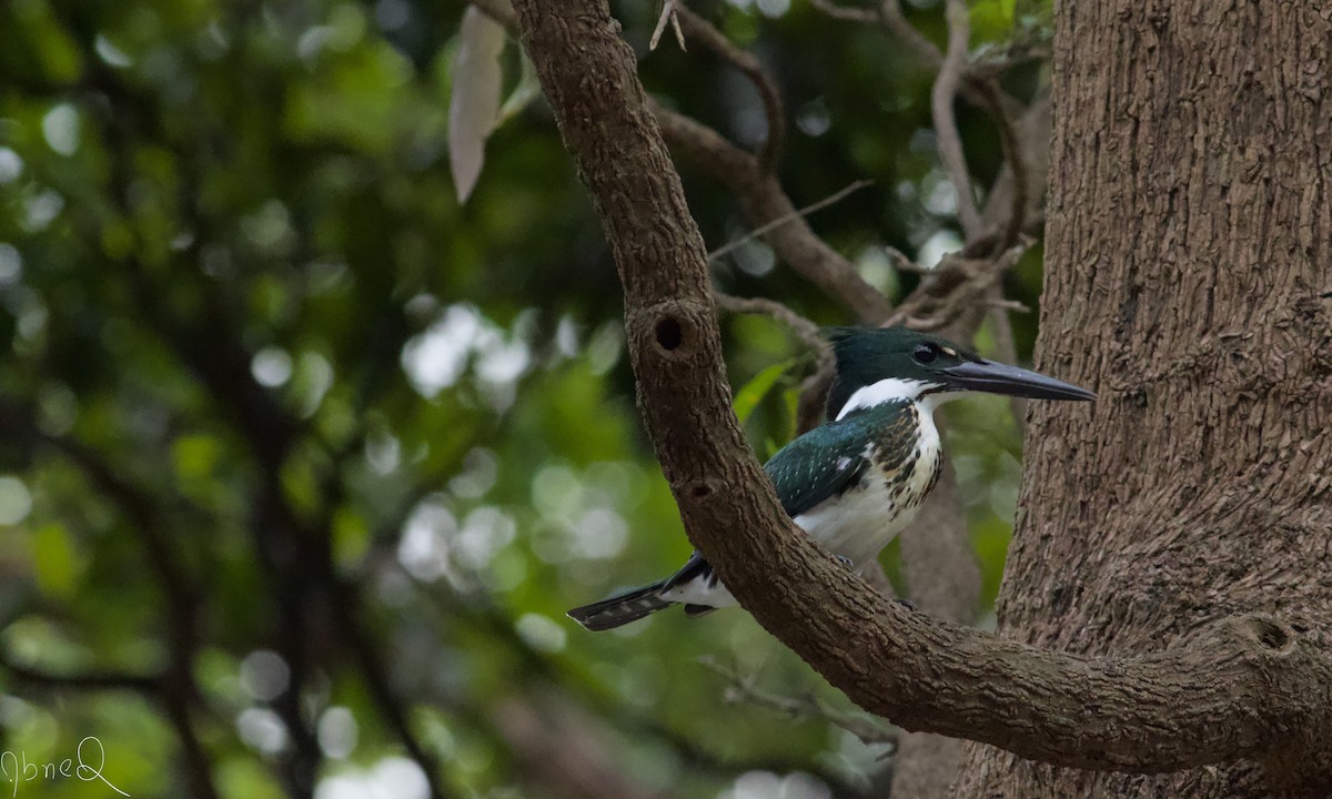 Martin-pêcheur d'Amazonie - ML126639931