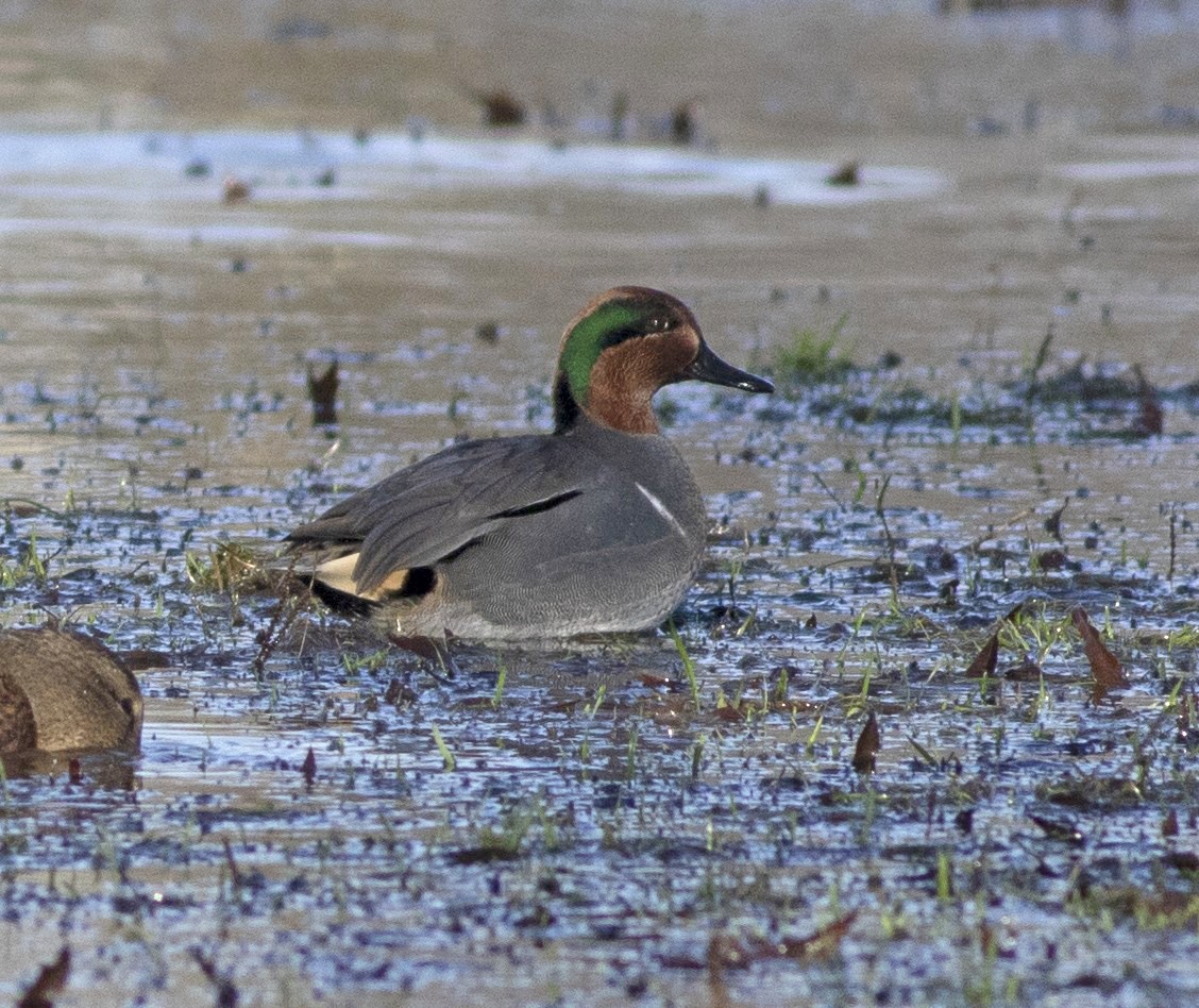 Green-winged Teal - John Gluth