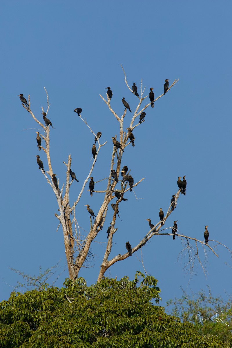 Neotropic Cormorant - ML126642001