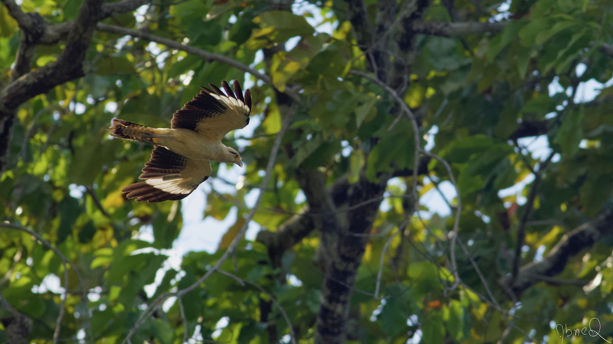 Yellow-headed Caracara - Abner Terribili