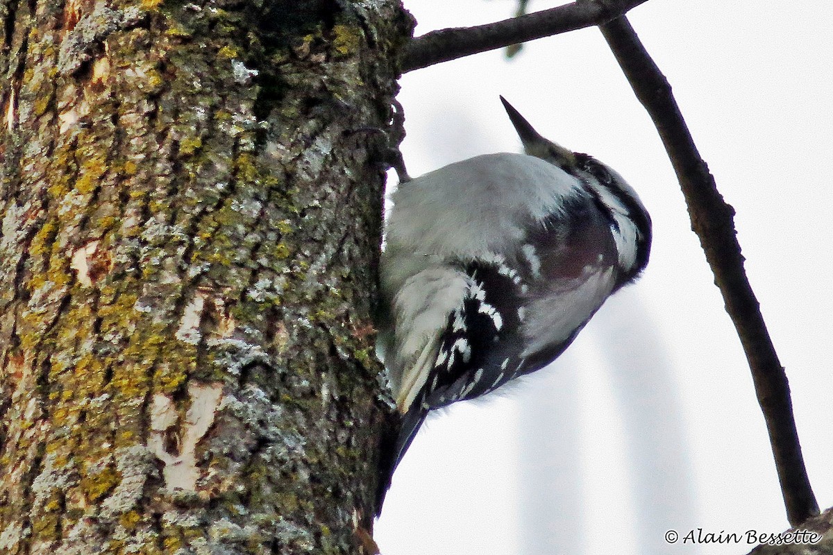 Hairy Woodpecker - Anonymous