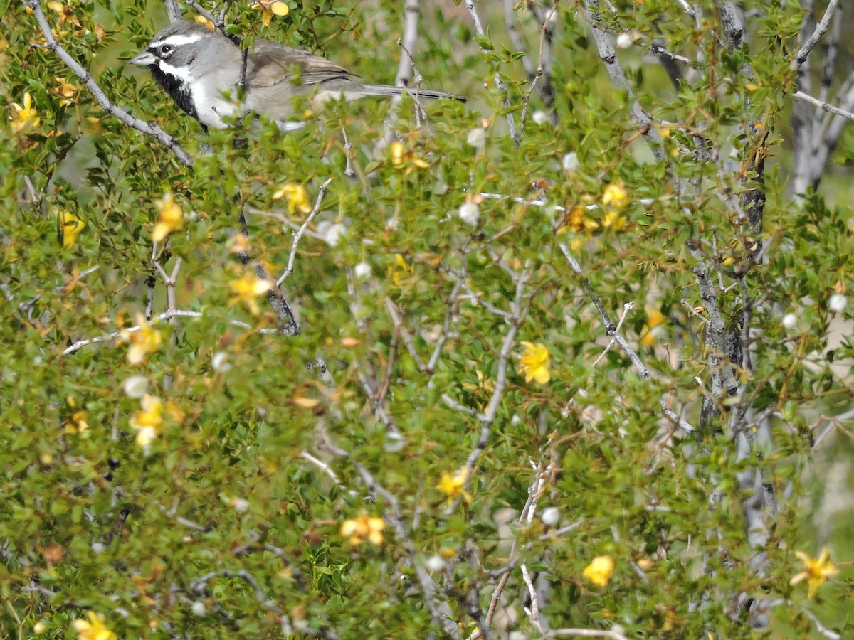 Black-throated Sparrow - pierre geoffray