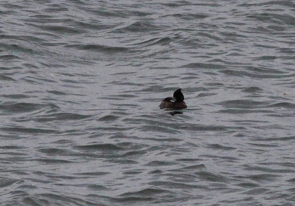 Tufted Duck - ML126644661