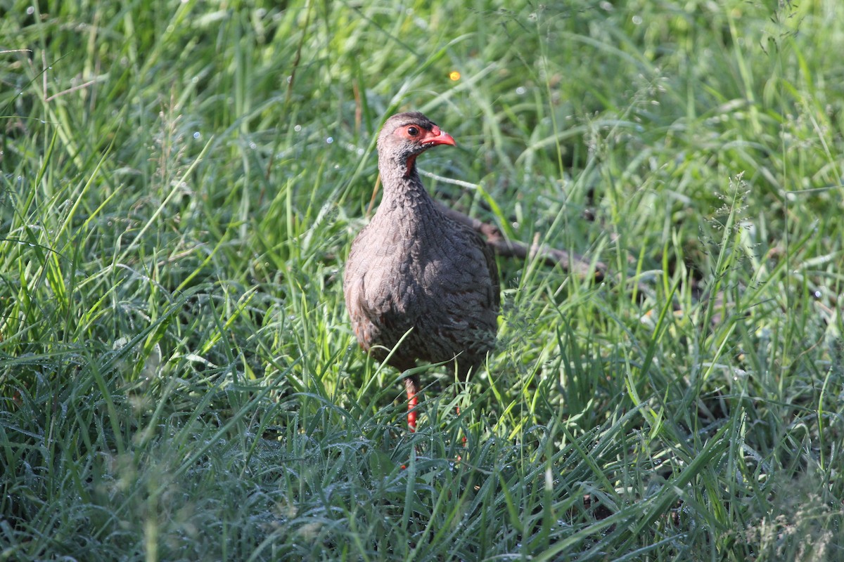 Red-necked Spurfowl - ML126645111