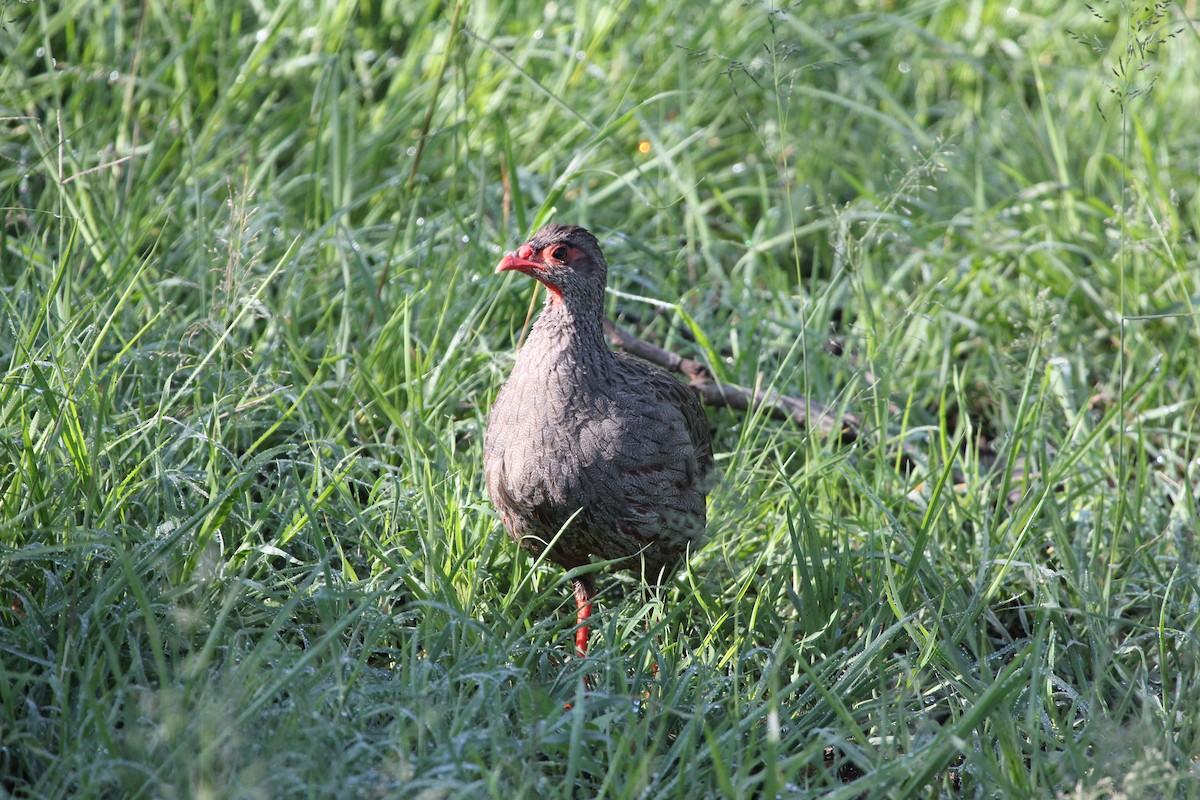 Red-necked Spurfowl - ML126645191