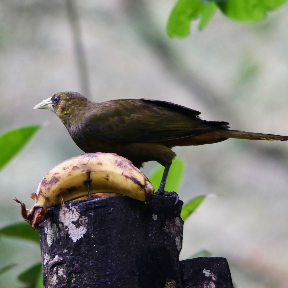 Cacique Verdioscuro - ML126648431