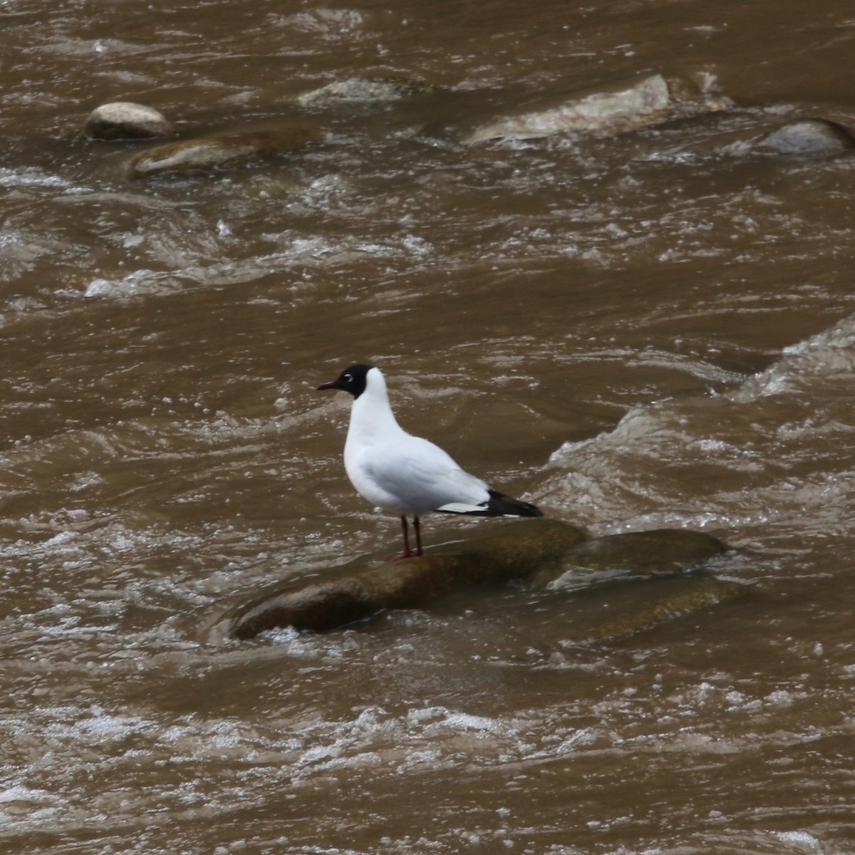 Gaviota Andina - ML126649391