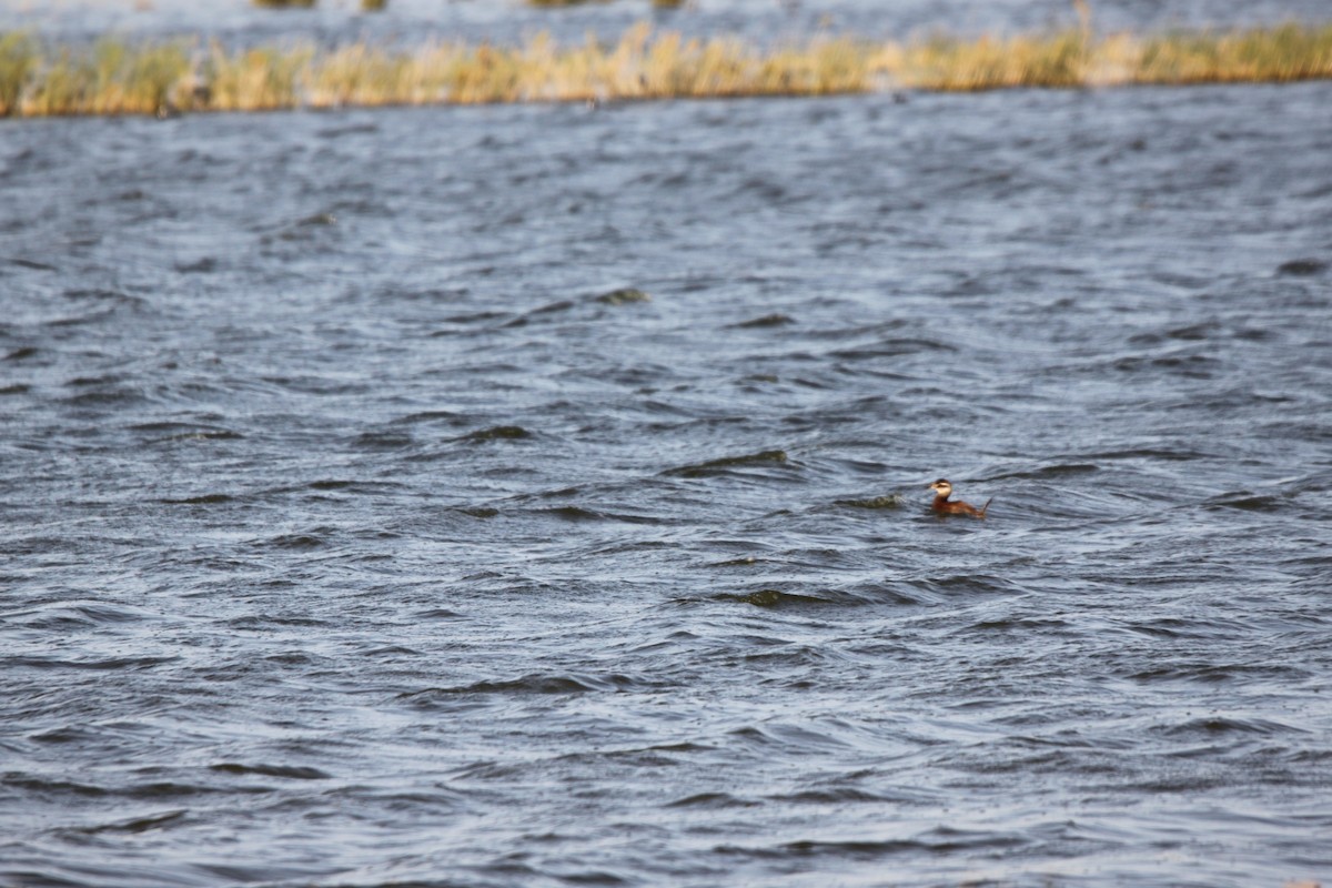 White-headed Duck - João Tiago Tavares