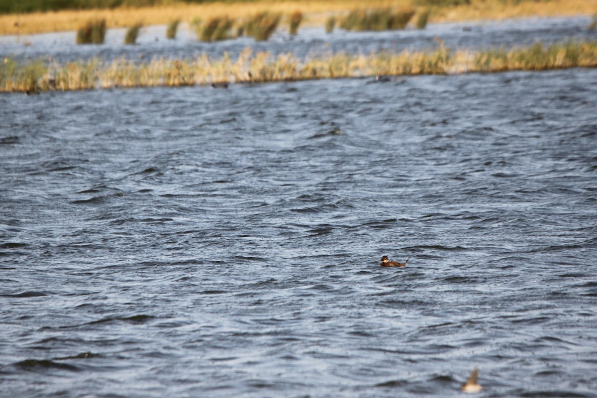 White-headed Duck - ML126649771