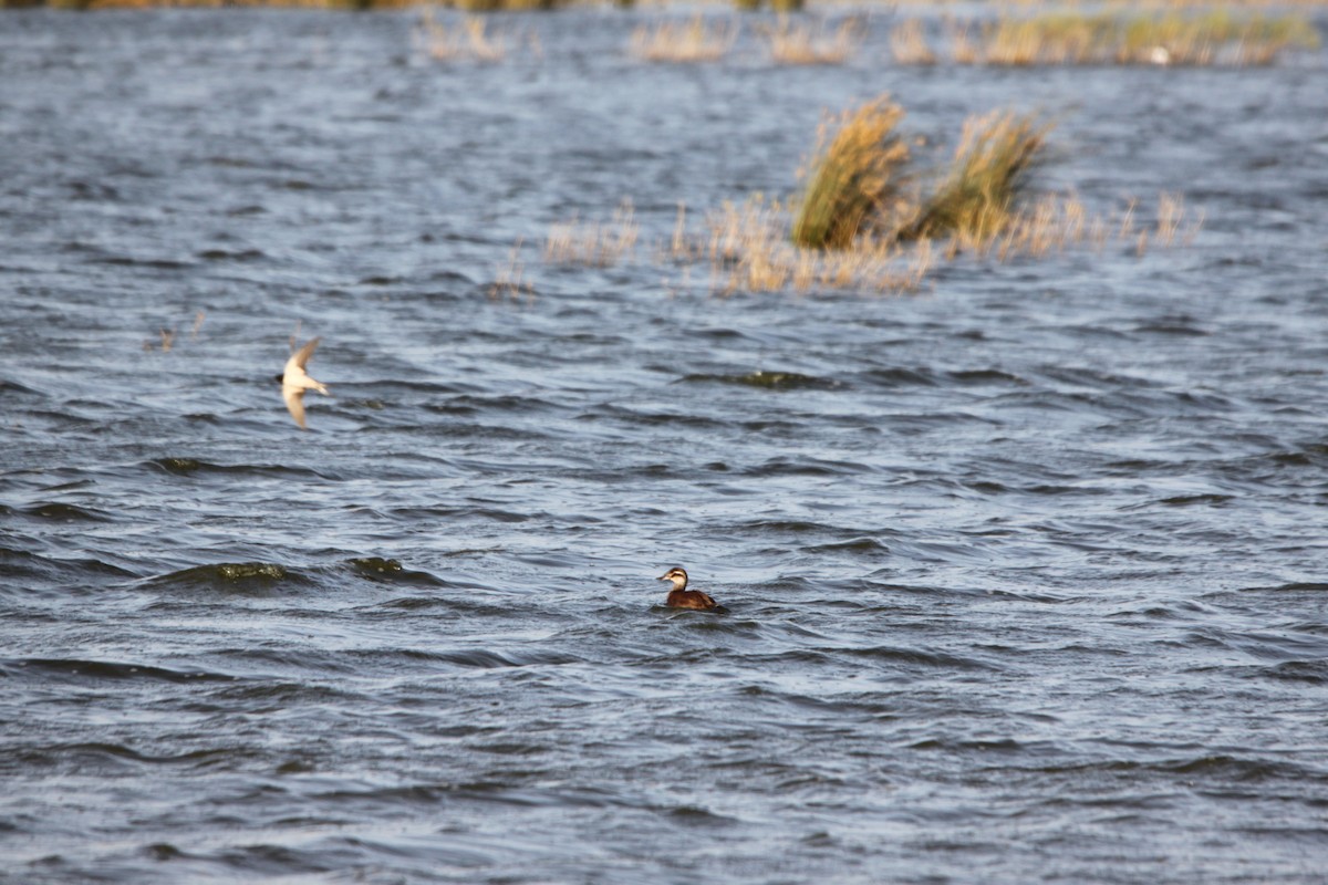 White-headed Duck - ML126650081