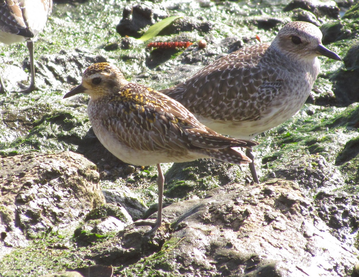 Pacific Golden-Plover - Darren Dowell