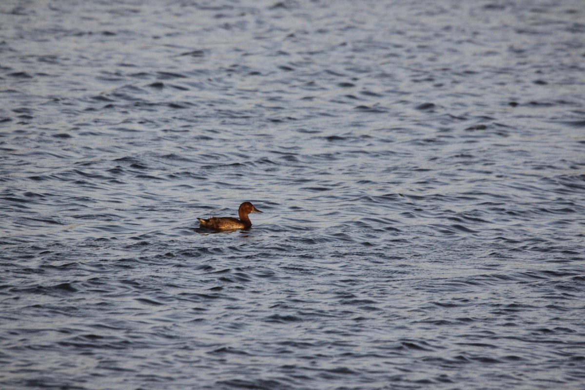 Common Pochard x Ferruginous Duck (hybrid) - ML126650451