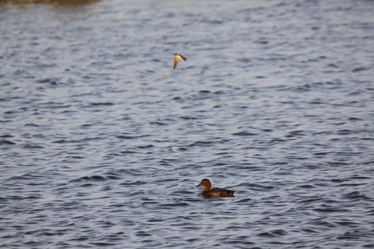 Common Pochard x Ferruginous Duck (hybrid) - João Tiago Tavares