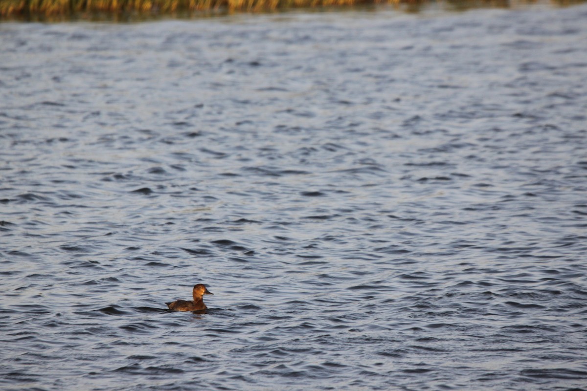 Common Pochard x Ferruginous Duck (hybrid) - ML126650491