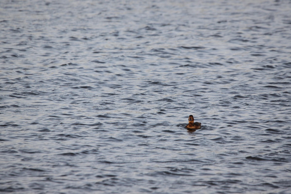 Common Pochard x Ferruginous Duck (hybrid) - ML126650511