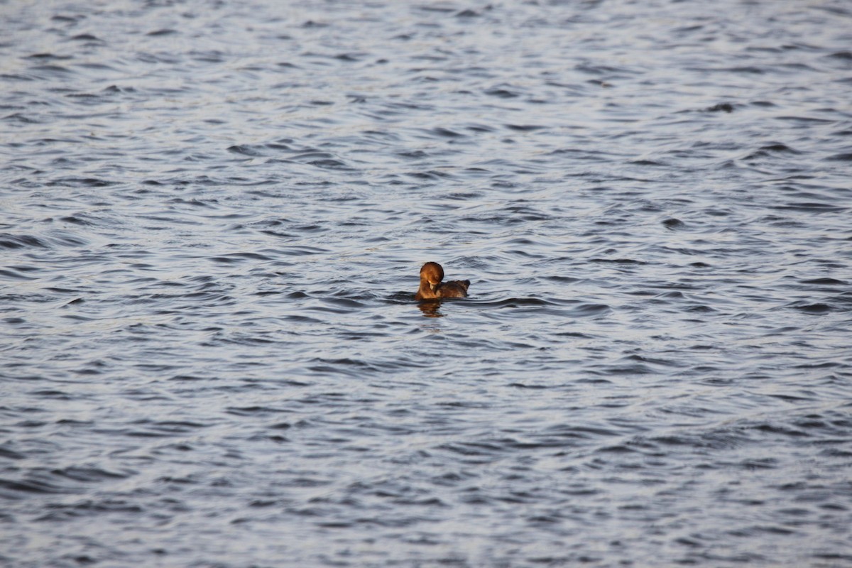 Common Pochard x Ferruginous Duck (hybrid) - ML126650521