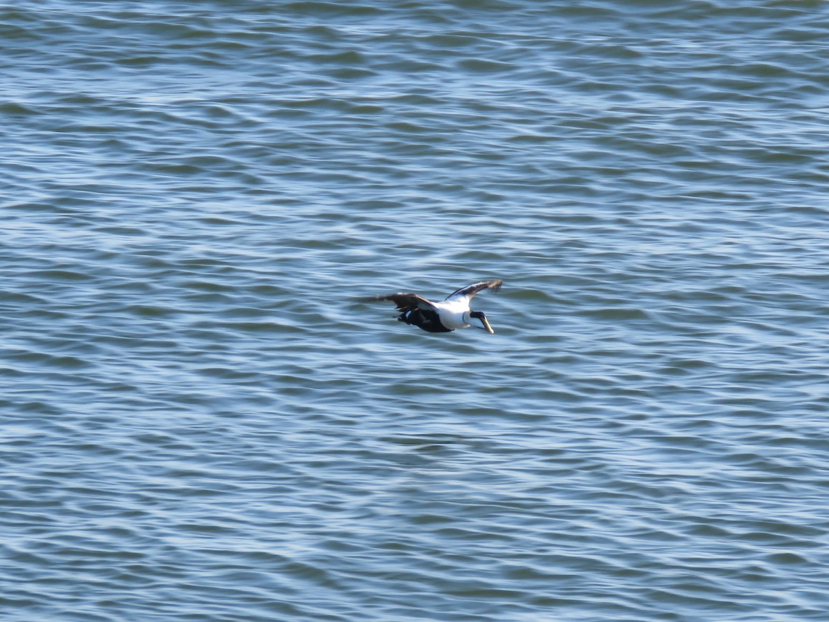 Common Eider - David LaGrange