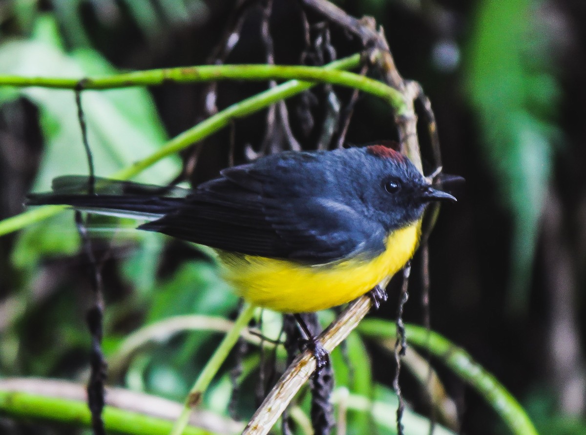 Slate-throated Redstart - ML126652651
