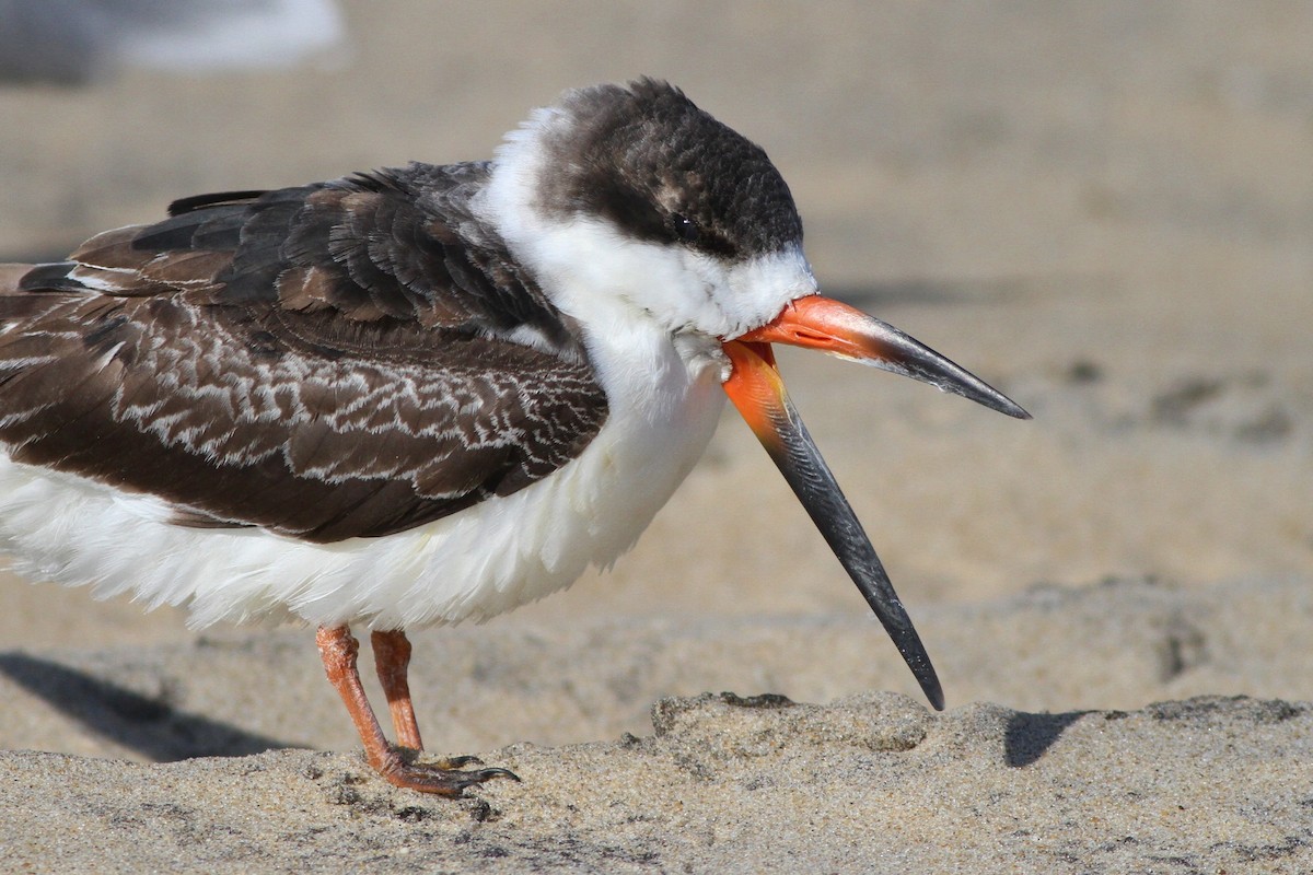 Black Skimmer - Alex Lamoreaux